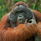 Male Orangutans Make Travel Plans, Tell Others About Them