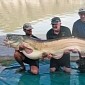 Mammoth 221-Pound (100-Kilogram) Catfish Caught in River in Spain