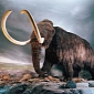 Mammoth with Blood Still in It Found in Siberia