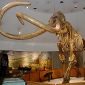 Mammoths May Have Survived for Longer than Thought
