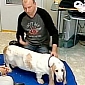Man Adopts His Own Basset Hound 10 Years After Parting with Her