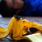 Man Charged After Staging His Own Injury with a Banana Peel