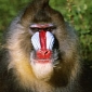 Man Develops “Baboon Syndrome” as a Side Effect to Penicillin