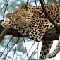 Man-Eating Leopard in Nepal Killed and Fed on 15 People