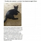 Man Gets Drunk, Steals Cat, Posts Craigslist Ad to Find Owner