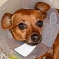 Man Shoves Chihuahua in a Hot Oven, Punches It in the Head