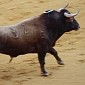 Man Slows Down to Take Selfie While Being Chased by a Bull