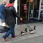 Man Takes His Ducks for Walkies in South London – Photo