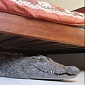 Man Wakes Up to Find 8-Foot (2.7-Meter) Crocodile Under His Bed