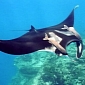 Manta Ray Tourism Fetches More Money Than Medicine Made from These Animals Does