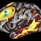 Map of the Human Brain in the Works