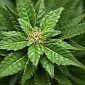 Marijuana Can Treat Multiple Sclerosis Symptoms, Evidence Suggests