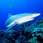 Marine Reserve in Fiji Is Teeming with Sharks
