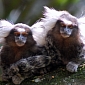 Marmoset Monkeys Master the Art of Polite Conversation