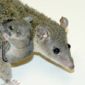 Marsupial Genome Reveals Insights into Mammalian Evolution