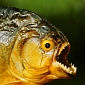 Mass Piranha Attack Leaves 60 People Injured in Argentina