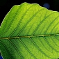 Mathematics Links Structure to Function in Leaves