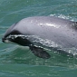 Maui's Dolphin Risks Going Extinct in Just 20 Years