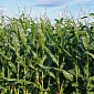 Maze Gene Makes Switchgrass-Derived Biofuels Economically Competitive