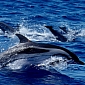 Measles Outbreak Kills over 100 Dolphins in Italy