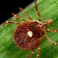 Meat-Allergy Inducing Ticks to Be Released by PETA in Northeastern US