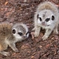 Meerkat Family Thriving at Scottish Zoo