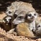 Meerkat Pups Born at Perth Zoo in Australia