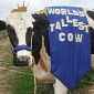 Meet Blosom, Officially the World's Tallest Cow