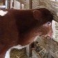 Meet Cardio Brisket, the Calf Born with Its Heart in Its Neck