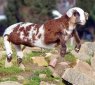 Meet a Geep: a Hybrid Between a Goat and a Sheep!