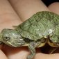 Meet a Strange Double-Headed Turtle