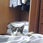 Meet the Most Hilarious Peeking Cat – Video