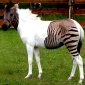 Meet the Zorse: Half Zebra, Half Horse