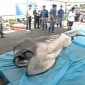 Megamouth Shark Caught in Japanese Waters