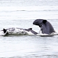 Mekong Dolphins Risk Being Killed by Hydropower Project