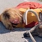 Melissa McCarthy Mouth-to-Mouth to a Deer in New “Tammy” Trailer – Video