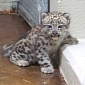 Memphis Zoo Announces the Birth of Snow Leopard Cub