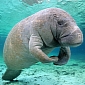 Man Investigated by Authorities After Filmed Jumping on Two Manatees