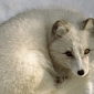 Mercury Pollution Threatens the Survival of Arctic Foxes