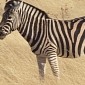 Mexican Zoo Welcomes Rare Baby Zonkey, a Zebra-Donkey Cross