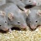 Mice Can Cough, Researchers Find