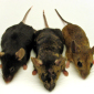 Mice Carry African Hemorrhagic Virus