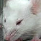 Mice Make Grimaces When Experiencing Pain