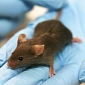 Mice Point to New Way of Addressing Neurological Disorders