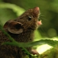 Mice in Central America “Serenade” Each Other to Avoid Fights