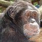 Michael Jackson's Pet Chimp Enjoys Living at Animal Sanctuary in Florida