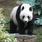 Microbes in Panda Poop Can Help Make Biofuels Cheaper, Easier to Produce