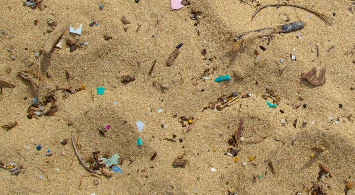 Microplastics Are a Bigger Threat to Marine Wildlife than Previously ...