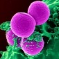 Microscopic Sponges Suck Antibiotic-Resistant MRSA Out of Wounds