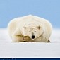 Microsoft Celebrates Polar Bear Day with Absolutely Awesome HD Wallpaper
